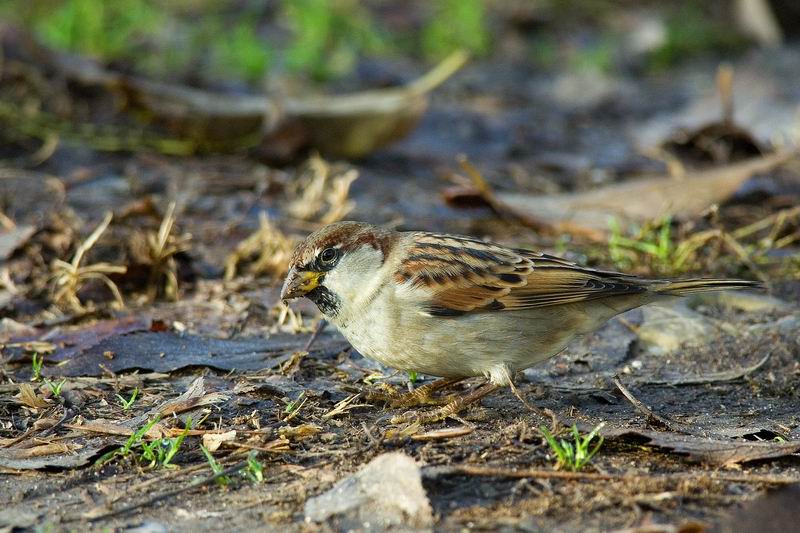 Passera mattugia Passer montanus -  Si discute di Ploceidae.